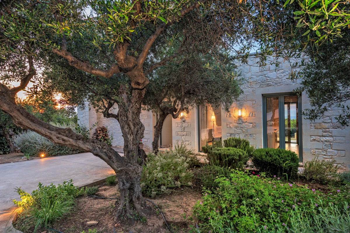 Faidras Olive Grove